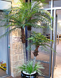 Trees & Palms